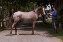 Ponette de 2 ans souche Europe 