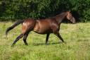 CHEVAL SPORT LOISIR