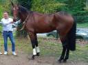 Beau cheval de 5 ans pour bon cavalier