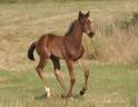 Poulain Bai Dressage