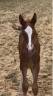 Une future star du CCE ou du dressage!
