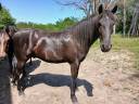 Vd cheval de 7 ans