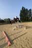 Jument de sport 6 ans 