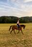 A vendre Jument 7 ans Top Origine Stakkato x Kannan