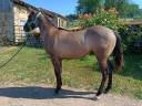Tres jolie pouliche quarter horse grullo