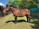 Cheval hongre croisé comtois/cob normand attelé