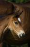 Foal selle français par Conte Bellini