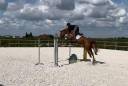 Jument SF - 8 ans - Andiamo de Semilly 