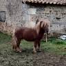 poney SHETLAND