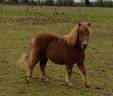 poney SHETLAND