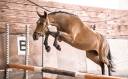 Poney d’avenir 