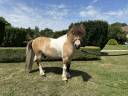 À vendre – Shetland hongre 6 ans 
