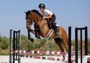 Hongre 4 ans loisirs / sport 