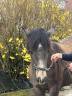 pouliche 75% Camargue 