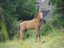 POULAIN PSL PP TAILLE EXCEPTIONNELLE TOP GENETIQUE