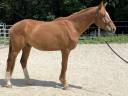 Magnifique hongre de 3 ans 