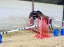 Jument 3 ans Conthargos x Sandro boy 