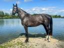 Étalon de 3 ans cso