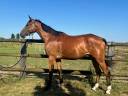 Cheval de 3 ans par Andiamo de Semilly 