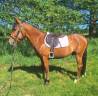 Cheval de 3 ans hongre 