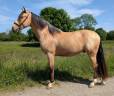 OLIVIO ANGOSTURA, superbe hongre PRE isabelle de 4 ans