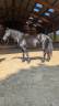 Jazzy, jument Mérens – 6 ans – élégante, douce et sûr