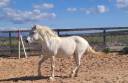 Jument Camargue Plein papier