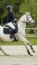 Jument  Quarter horse, Espagnol de 16 ans