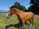 À vendre cheval de loisirs de 11 ans
