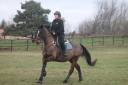 Pur Sang - Hongre - 11ans 
