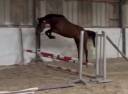Jument 4ans selle irlandaise cso 