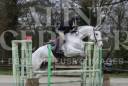 Cheval Selle Français – 8 ans par Andiamo Semilly
