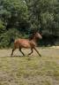 Mellite du Valois ( Stakkatol x Diamant)