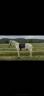 Cheval onc espagnol