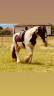 Jolie croisé Irish Cob 4 ans