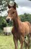 POULAIN DE L’ANNÉE (CORNET’S PRINZ X BALOUBET DIAMANT) 
