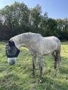Petit cheval avec gros potentiel 