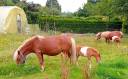 Poney ONCP 