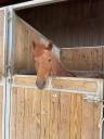 ponette pour loisirs ou compagnie 