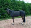cheval de famille
