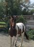 cheval paint horse 