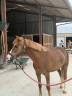 PONEY A CONFIER