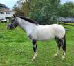 Superbe cheval 9 ans