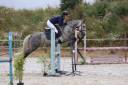 Poney Connemara 6 ans 