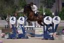 JUMENT A PODIUM 