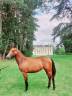 Femelle PFS 2 ans