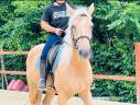 cheval de loisir 100% fiable