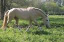 etalon palomino lusitanien 