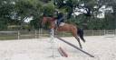 Jument SF - 4 ans - 165cm 