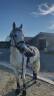 Loue poney de sport 